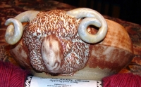 https://www.turnerandscratch.com/files/gimgs/th-8_8_ram-pot-light-shino-1.jpg